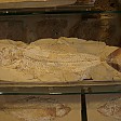  alte Fische